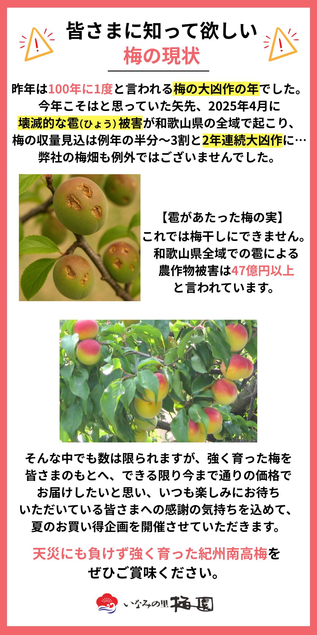 2025年梅の現状について