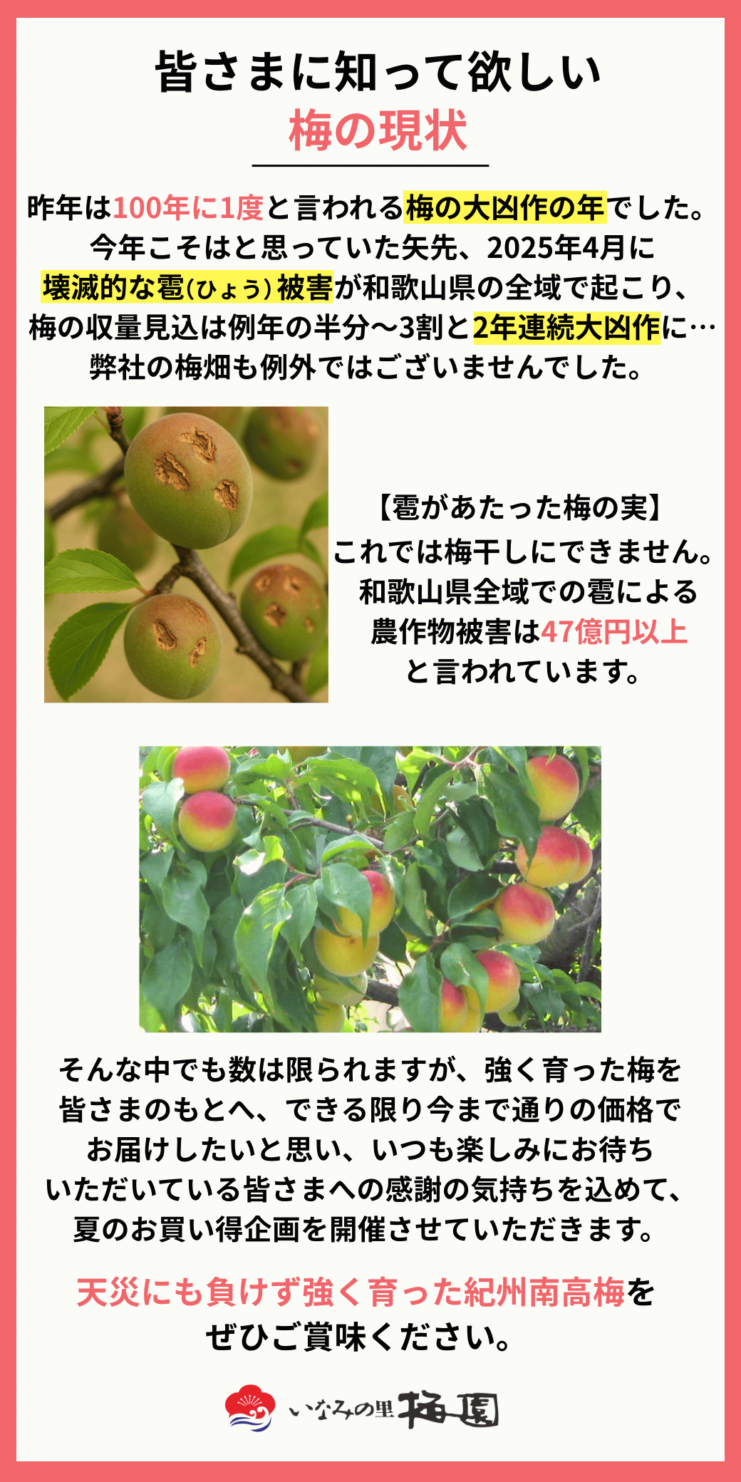 2025年梅の現状について